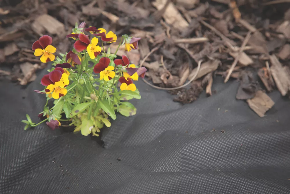 Apollo® Apollo Weed Control Fabric Roll 100 X 1m - Image 3