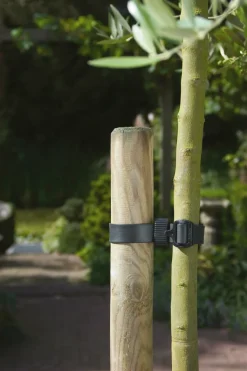 Apollo® Apollo 18" (460mm) Buckle Tree Ties 30 Pack