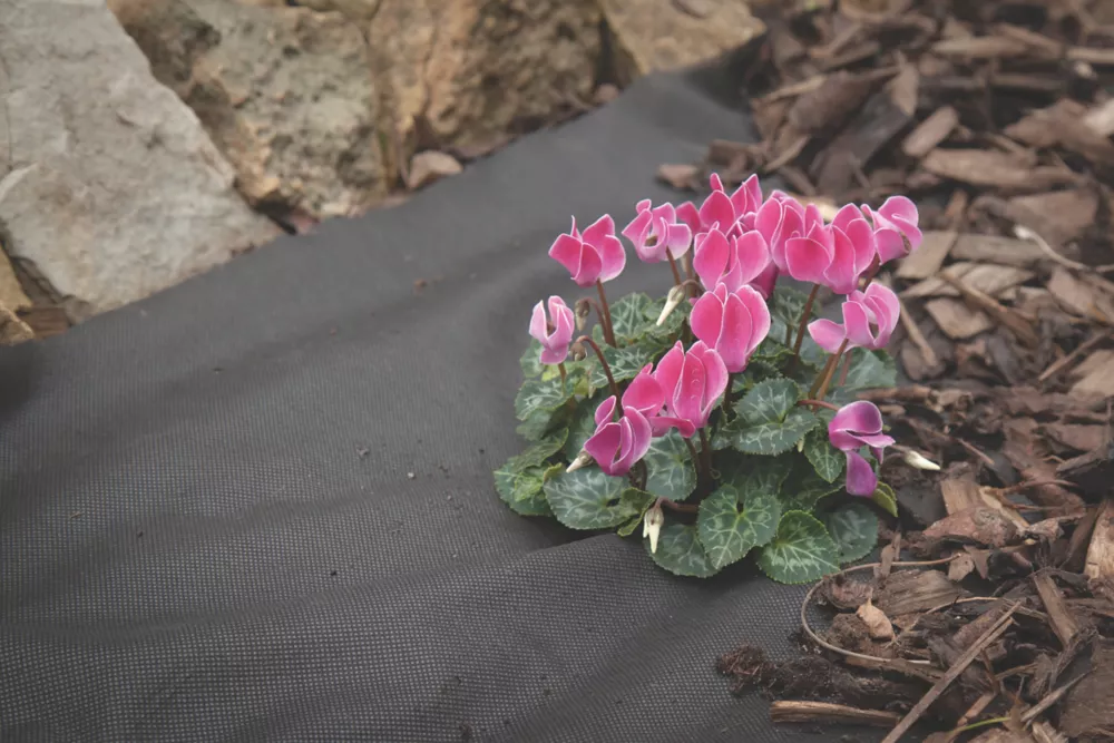 Apollo® Apollo Weed Control Fabric Roll 50 X 2m - Image 5